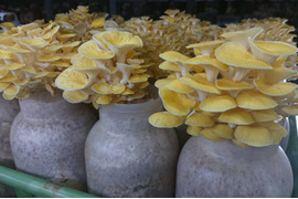 注目の食材！北海道産！生タモギ茸 60g×5P