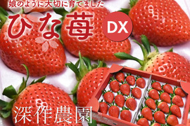 オリジナルブランド苺　ひな苺【デラックス】苺（いちご・イチゴ）娘のように大切に育てました!