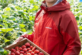 朝採り完熟いちご！！静岡県の新品種『きらぴ香』1パック、『紅ほっぺ』1パック食べ比べセット　260×2パック　【いちご食べ比べ】
