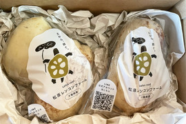  野菜ソムリエサミット最高金賞受賞🏅甘くてなめらか！【レンコン】500g×2p