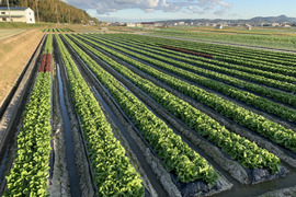 淡路島のシャキシャキレタス5玉🥬特別栽培農産物