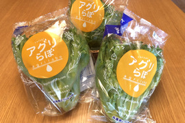 洗わなくても食べられる　フリルレタス　シャキシャキ長持ち　葉ごころレタス（個包装で6個入）