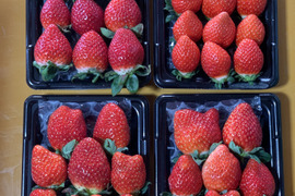  【あまりん・べにたま・とちおとめ】食べ比べ４パック(1Kg)🍓