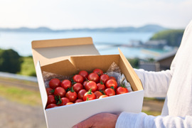【リピート率97％！】離島育ちの甘いミディトマト『あま壱岐』1kg　アイメック農法と豊かな自然で育まれた自慢のトマトをぜひお試しください！地元スーパーの大人気商品です