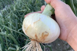 新玉ねぎ2kg🅱️🧅淡路島極熟玉葱　今が旬‼️ 特別栽培農産物　シャーロットオニオン