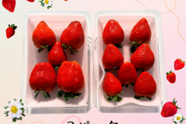 高糖度♡朝採れ直送🍓甘くてジューシー！【とちあいか】平パック2パック