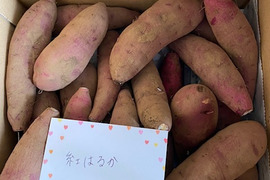 食べ頃サイズ❣️極甘　さつまいも
 千葉香取市産【紅はるか】1.8kg S/SSサイズ