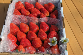 🍓園主おまかせ🐝　＊。+・ミックスボックス・+。＊約７００ｇ