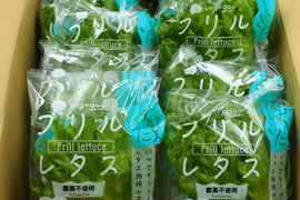 新鮮！！シャキシャキ「フリルレタス」LED光植物工場栽培　1箱10袋（1袋60g程度）入り