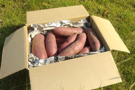 熟成さつまいも！あま〜い紅はるか！(1.8kg)【農薬不使用】