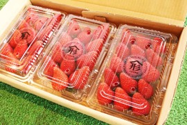 いちごをお得にたくさんお届け　いちご3パック