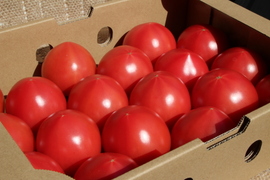 即発送可能です🍅完熟ジューシー！濃い味トマト たっぷり3㎏前後