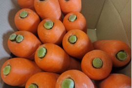 期間限定‼】冬越し春掘り大きめニンジン（訳あり品）5kg