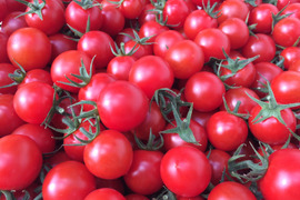 《甘》オーガニック高糖度ミニトマト🍅miuトマト🍅 カツオとコンブで大切に育ててますので甘くて味が濃い‼　１０００ｇ(５００ｇ×２パック)