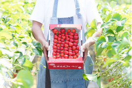【みんなで食べ比べ】3品種以上の朝採り朝採り完熟苺（1ｋｇ）