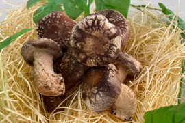 ☆規格外品☆見た目を気にせずお得に美味しいしいたけを食べたい方必見！たっぷり1ｋｇ