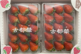 『古都華』奈良を代表するブランドイチゴ、1パック15粒、約270g×２p