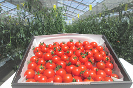 【数量限定】平均糖度8度以上！珠玉のフルーツトマト（1.4kg）