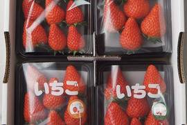 朝採り完熟いちご！！静岡県の新品種『きらぴ香』2パック、『紅ほっぺ』2パック食べ比べセット　260×4パック　【いちご食べ比べ】