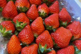 【さがほのか】3月の❤️きらきら🍓ほのかちゃん3箱