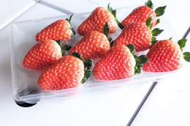 いただきいちご厳選1種　８～１１玉入り約２７０g　【化粧箱でお届けします】