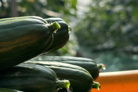 太陽のごちそう！パリッとひなたきゅうりお買い得2Kg(箱重量込)