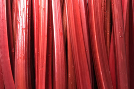 ルバーブ / rhubarb 1kg