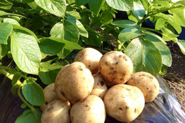 【掘りたて】種子島産 新じゃがいも S・M・Lサイズ 10kg(箱別)