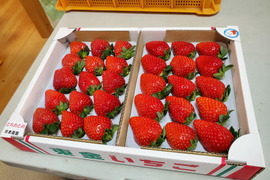 こだわり完熟いちご美味しさ２倍(とちおとめ)(当日発送対応中)