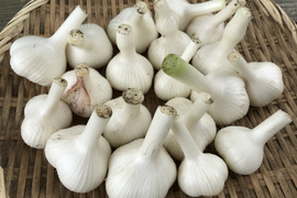 【訳あり品・農薬・化学肥料不使用】MOA自然農法で育ったまろやかにんにく 1ｋg