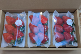 いちご３品種食べ比べセット
