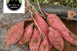 欲しかった❣️チビッコさつまいも🍠(シルクスイート紅はるか3kg)食べくらべ
