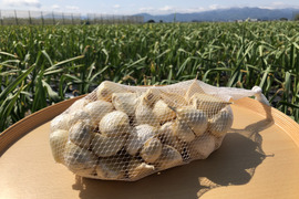 【わけあり品・数量限定】青森県産ホワイト六片種にんにく バラ 1kg(500g×2箱)【小粒のみ】