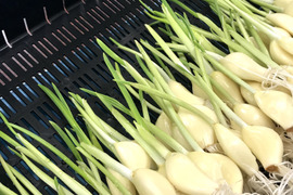 ３０本 ✙ 訳あり１０本！！ロケット発芽にんにく！長期保存レシピ付き！【おすすめの食べ方付き】岐阜県産！！　　スプラウトにんにく