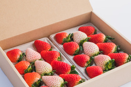 紅白いちご３品種食べ比べセット　240g×2p　【春ギフト】