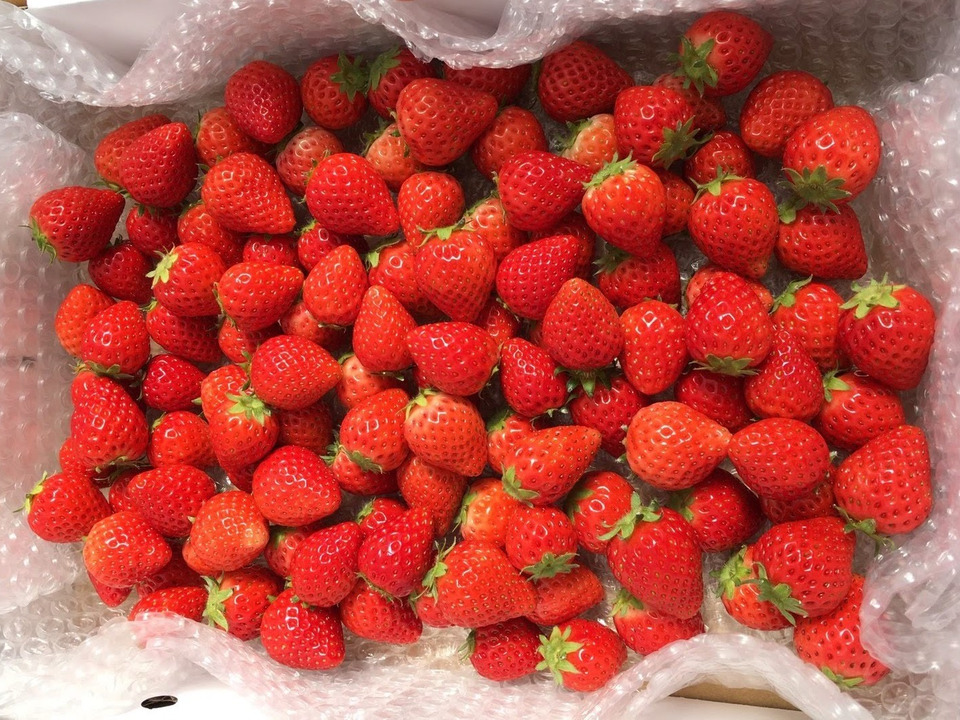 よつぼし☆小粒2kg
