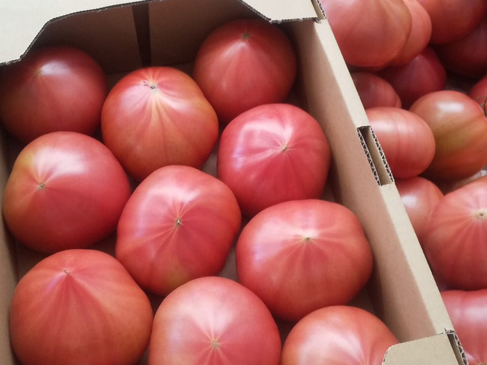 【 100％純トマト🍅】【雪ちゃんトマト】桃太郎トマト（2キロ箱満杯詰め）