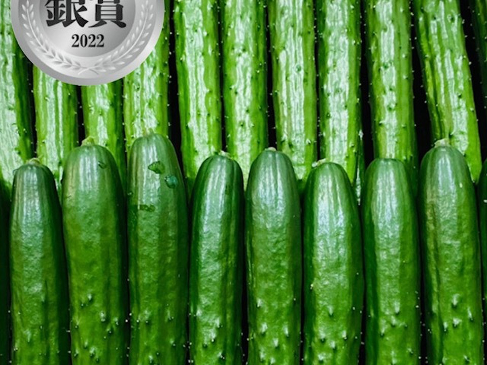 【特別価格】星３つ🌟取得の新鮮朝採りきゅうり真っ直ぐ立派な1.8kg〜2.0kg【千葉県旭市産】。