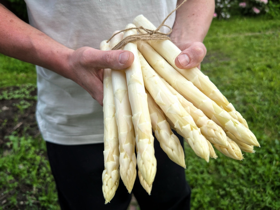 【春芽】【北海道上富良野産】極太ホワイトアスパラ3L900g