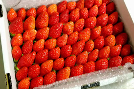 トクトク🍓いちごの宝石箱朝摘み完熟❤️酵素栽培のこだわりいちご(３〜４月発送)【いちご食べ比べ】