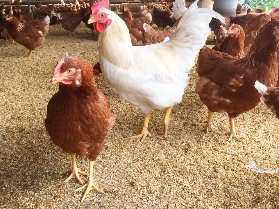 【平飼い30個】酵母を与えて育った平飼いたまご30個（元気たまご）