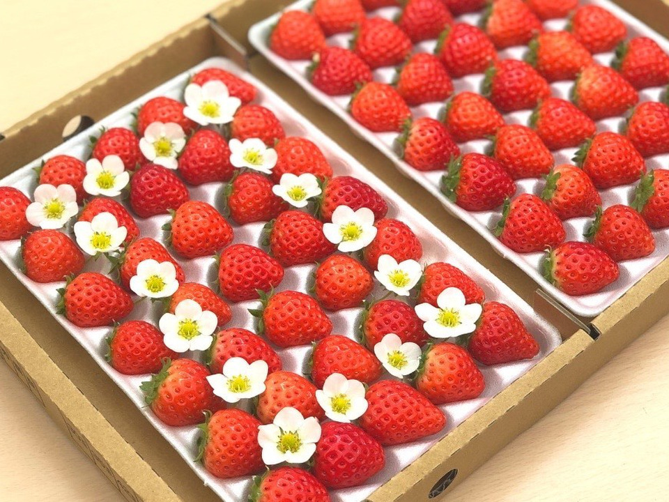 子どもが喜ぶ夏イチゴ☆味がつまった小粒☆ (2025年 夏秋お届け)