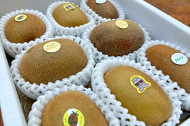 【冬ギフト】”おまかせ5種キウイセット”この道50年！プロキウイ農家おすすめ季節限定5品種が入るお任せキウイセット【熨斗対応可】9個前後入り(M5)