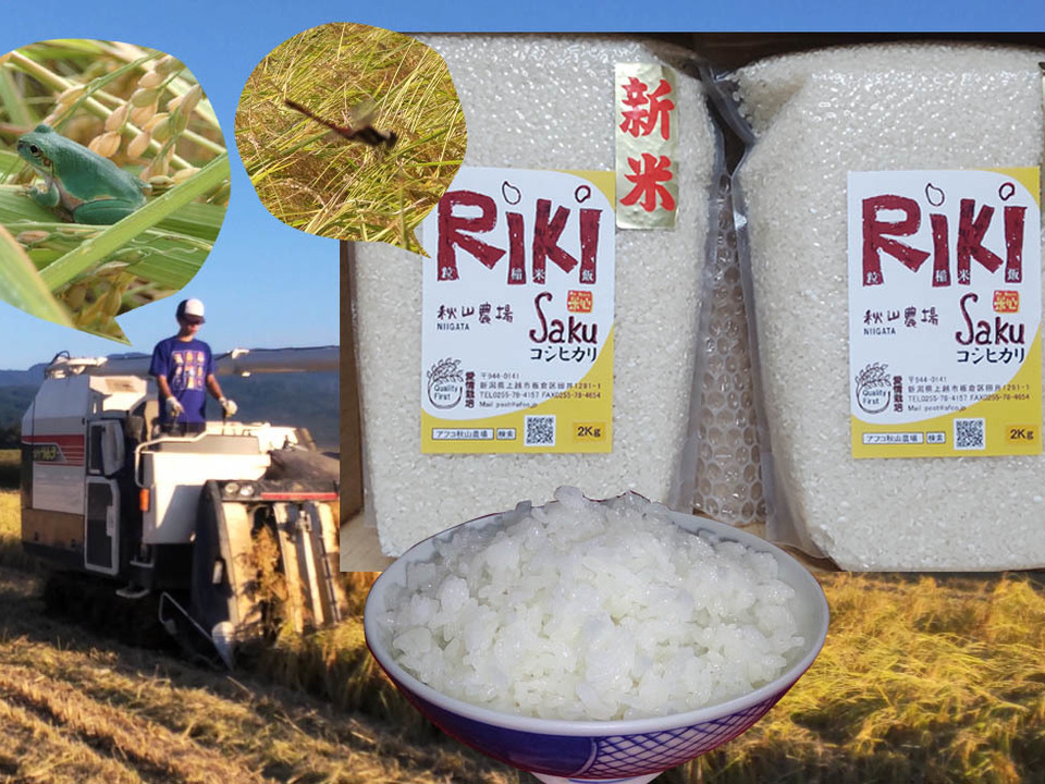 【真空チャックパック】白米2Kg×2袋-新潟コシヒカリ『Riki-Saku』　あま～い銀シャリ【毎日食べるお米はギフトに最適・内のし/名入れ可】