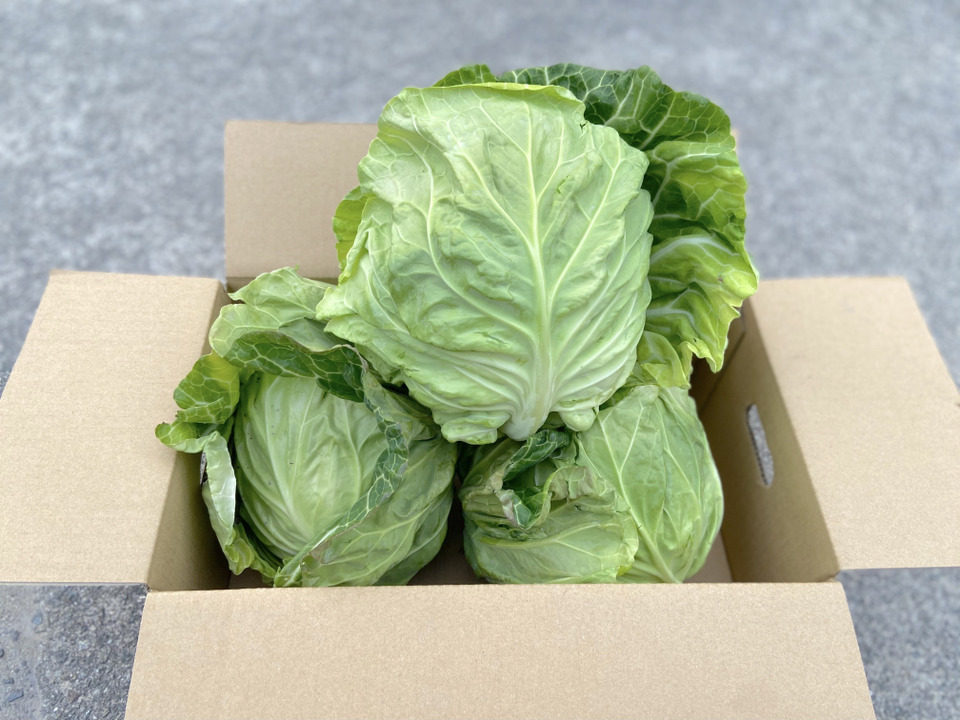 《数量限定》昨年大好評！！春を先取りの甘くて美味しい朝採り春キャベツ
