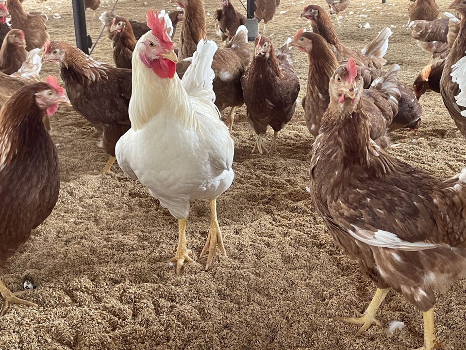 【期間限定】★ちょっと小さめ平飼いたまご50個★酵母を与えて育てた若鶏の小さめたまご（元気たまご）