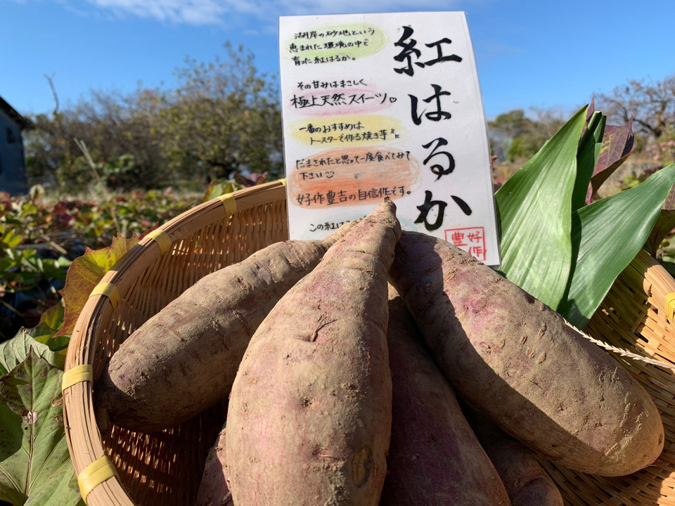 《予約販売》熟成させてお届けするとびっきり甘い蜜いっぱいのさつまいも🍯🍠厳選「紅はるか」（3㎏）ひとつひとつ丁寧に包んでお届けで贈り物にも✨ホワイトデープレゼントにも🎁熨斗承ります！