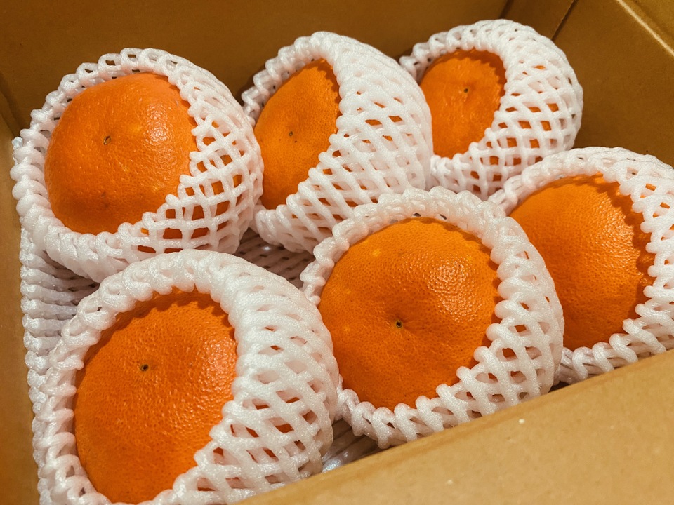 【ズッシリ！】大っきいですよ 甘平みかん  3Lサイズ 6個入り（ご家庭用）