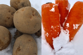 【３月予約】【お試し用】雪下にんじん（約1kg）とキタアカリ（約3kg）