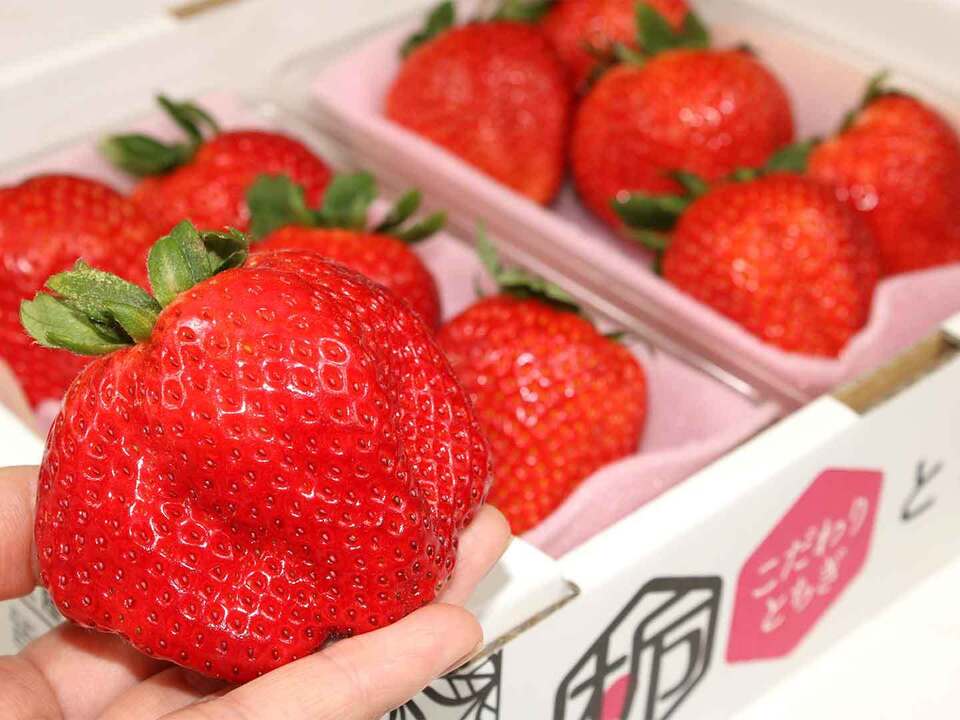  特大(2P) 500g以上【いちご・とちあいか】どでかいビックリサイズ厳選いちご★栃木県産いちご「とちあいか」(２パックx280g)●甘さがキラリ大粒いちご
